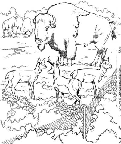 Bisons And Pronghorns Coloring Page